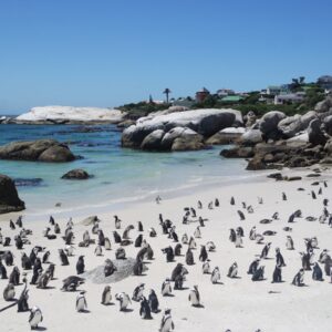 Full-Day Small Group Shared Tour: Cape of Good Hope, Cape Point & Penguins Boulders Beach