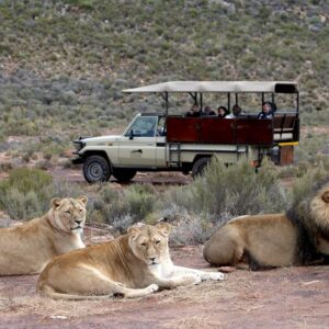 Full-Day Private Safari Tour to Aquila Game Reserve