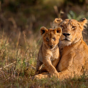 15 Days Cape Town, Kruger, Victoria Falls & Botswana Tour