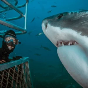 Shark Cage Diving Tour in Gansbaai with Private Transfers from Cape Town