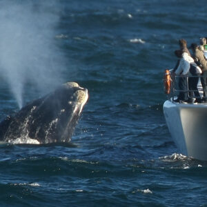 Private Tour: Hermanus Whales Watching Shared Boat Trip. From Cape Town
